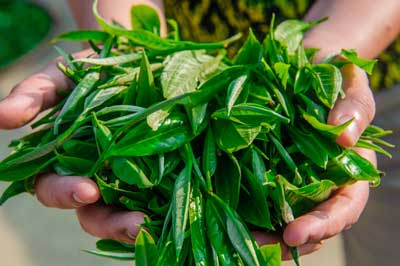 A Handful of Tea Leaves