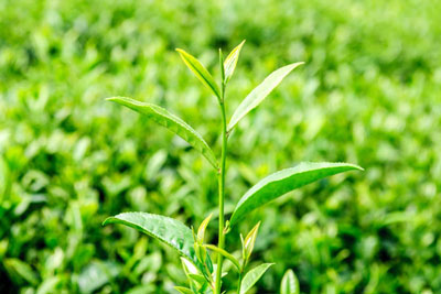 Tea Bud and Leaves