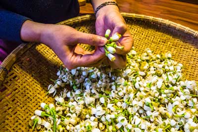 Blending Tea With Flowers